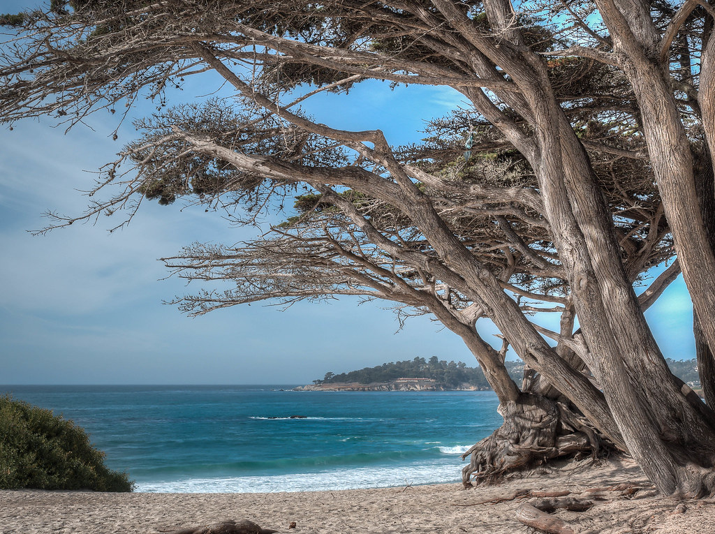 Cypress over Carmel Bay — Carmel-by-the-Sea