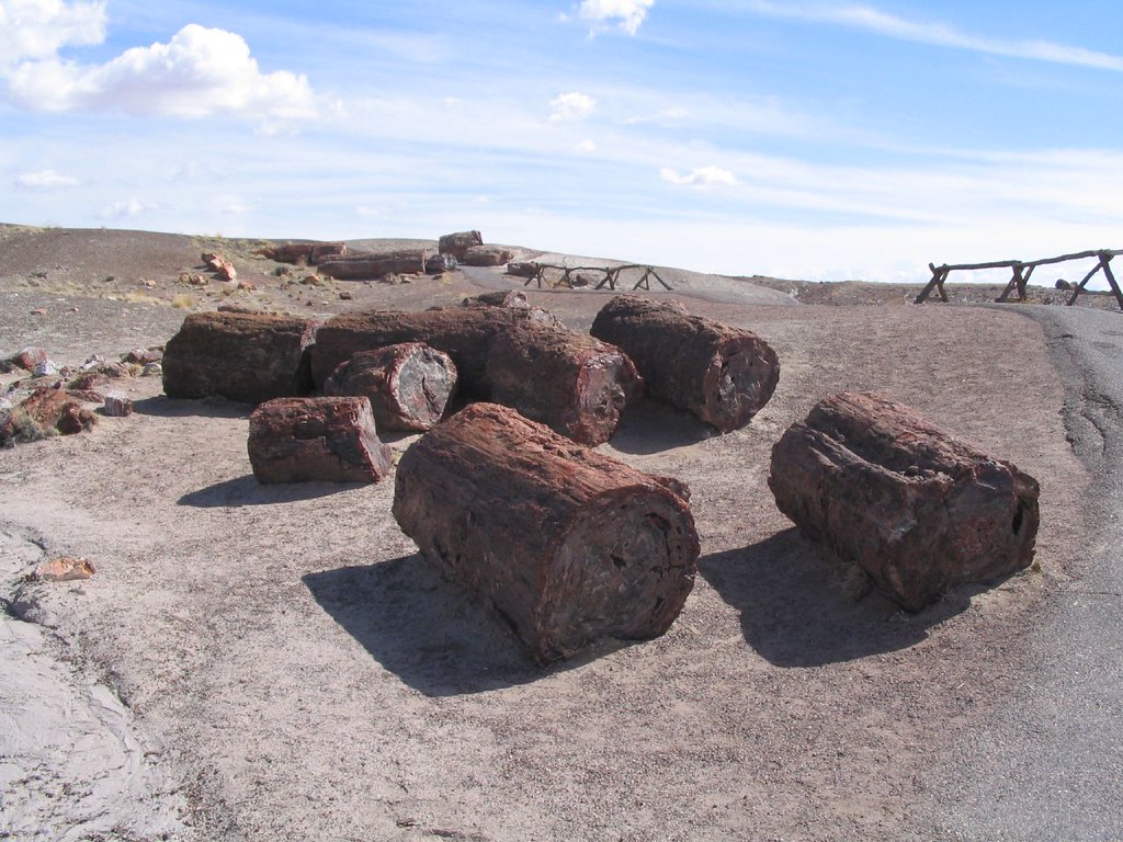 Petrified logs — Gallup