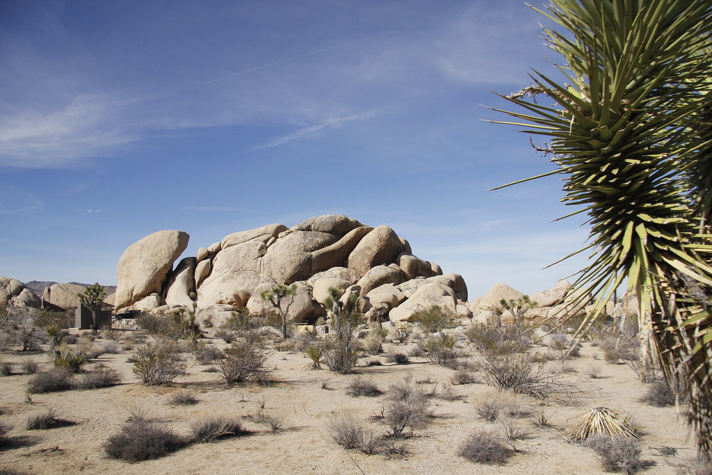 Joshua Tree National Park — Palm Springs / Palm Desert