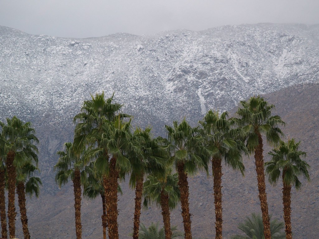 Palms below the snow line — Palm Springs / Palm Desert