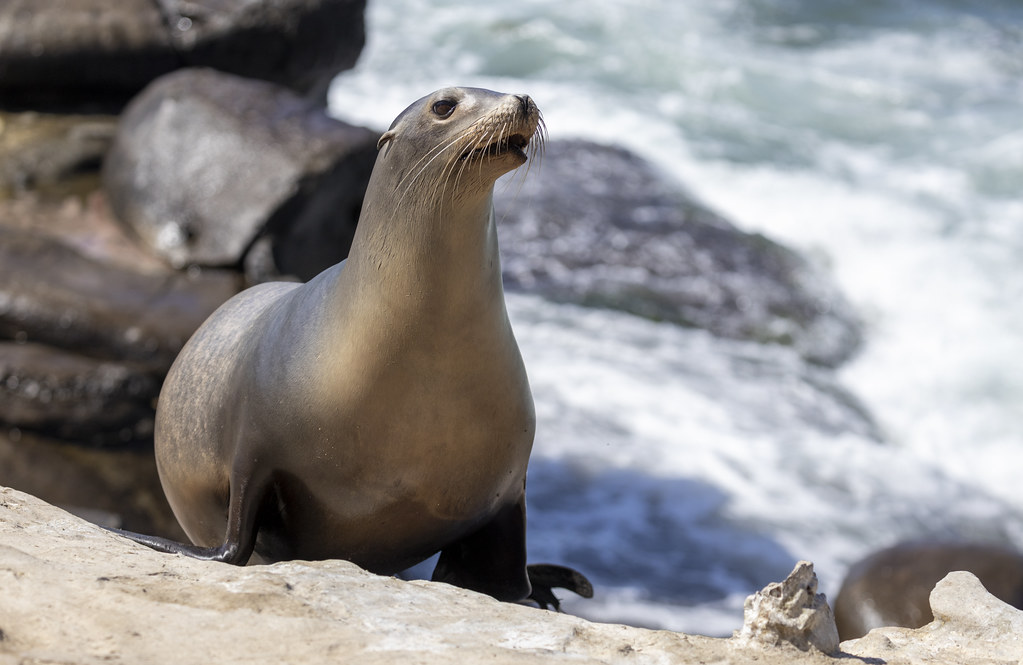 Sea lion, La Jolla Cove — San Diego