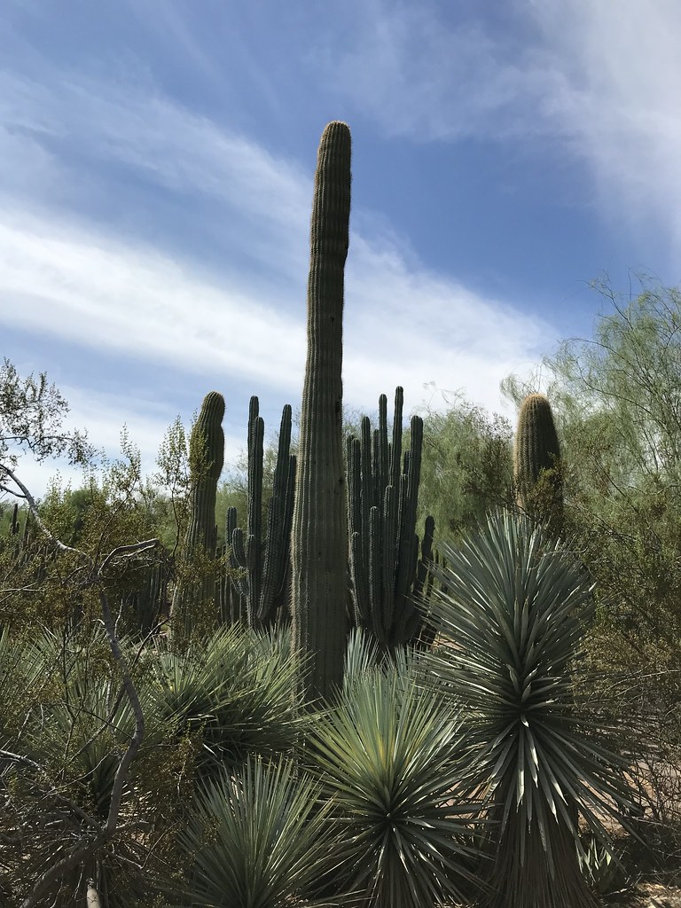 Saguaros at the Desert Botanical Garden — Scottsdale
